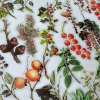 Průhledné samolepky "podzimní plody velké" - sada 20 ks