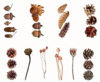 Průhledné samolepky "plody podzimu" - sada 20 ks