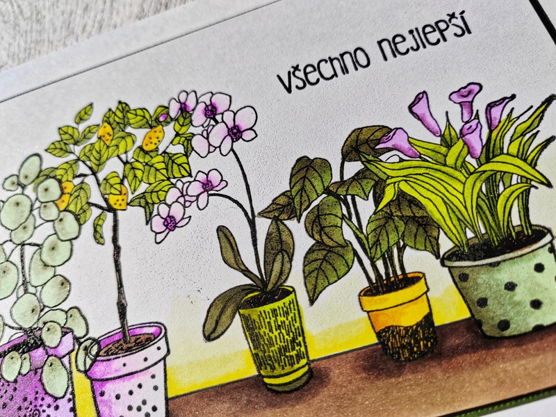 Přání ruční výroba - Pokojovky - 1 ks